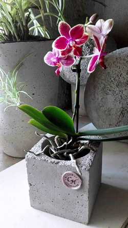 Betonwürfel mit Orchidee